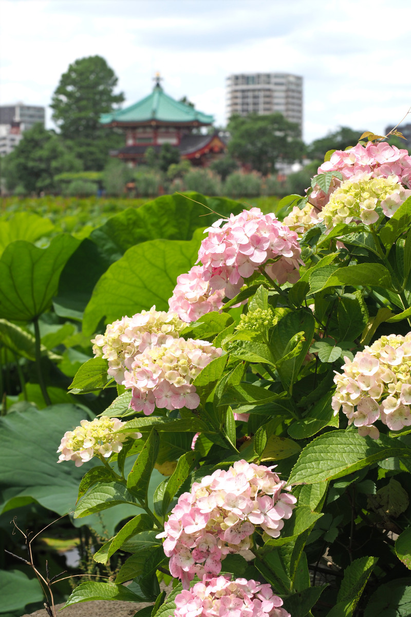 美しい紫陽花